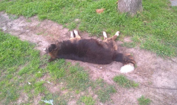 Argentina: Encontraron más de veinte perros envenenados en Batán