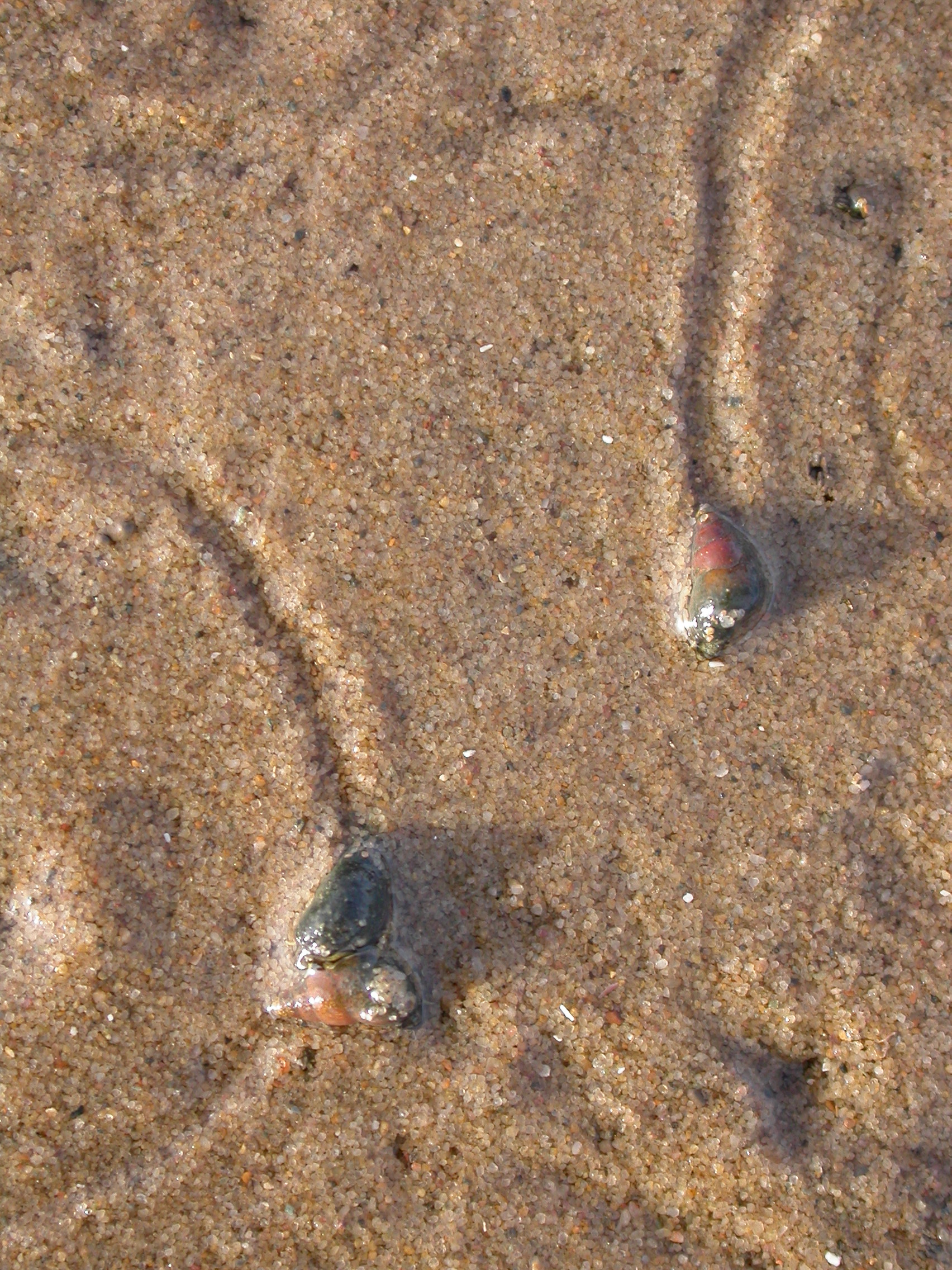 Análisis 2009: la Ría de Avilés gana y pierde vida