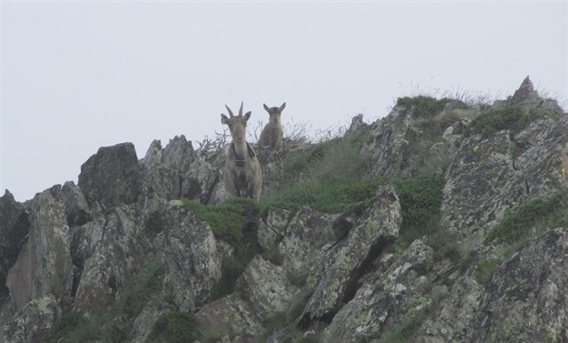 NO a los ‘asesinatos’ de cabras en Calvià