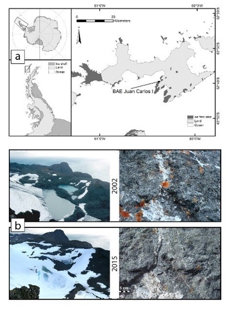 Los líquenes de la Península Antártica están frenando su crecimiento por el aumento de la cobertura de nieve