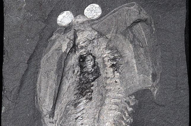 Sabes cómo surgieron las cabezas de los animales