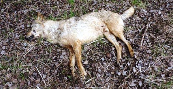 Podemos en Cantabria ‘combatirá’ la decisión de Medio Rural de que el lobo siga siendo especie cinegética