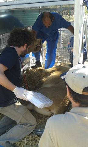 Rescate en Tarragona de 12 leones y 4 osos pardos ante la pasividad de La Generalitat