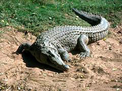 Avanza con éxito la captura de cocodrilos que se escaparon de una UMA en Veracruz