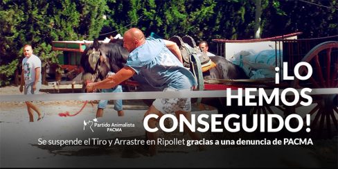 La denuncia de PACMA frena la celebración del Tiro y Arrastre en Ripollet