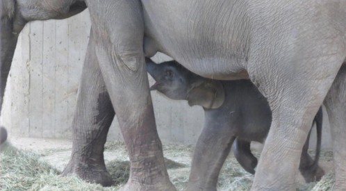 Ha nacido una cría de elefante asiático de Sumatra en el Zoo de Madrid