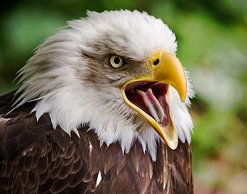 La Comunidad impulsa la recuperación de aves rapaces y mejora la biodiversidad en la Sierra del Rincón