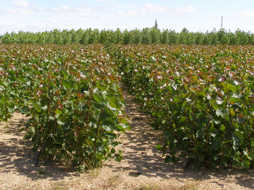 Crecimiento de chopos para biomasa con purines como fertilizante