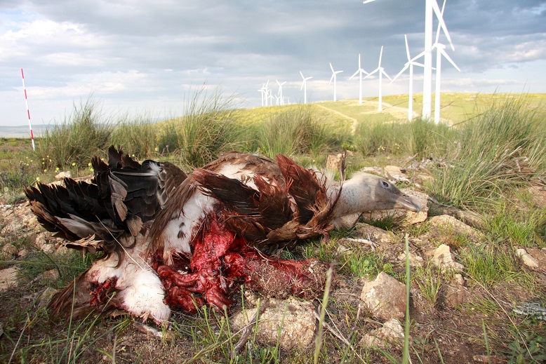 Colectivo Azálvaro advierte que los molinos de los Parques Eólicos del Sureste de Ávila