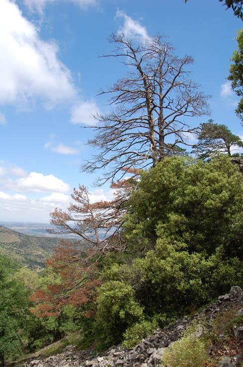 El cambio climático ya amenaza los ecosistemas mediterráneos de Cataluña