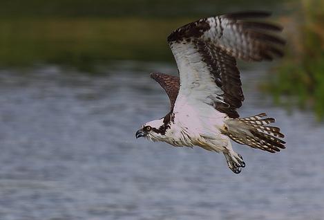 Dos parejas de águila pescadora se reproducen por segundo año consecutivo en Andalucía