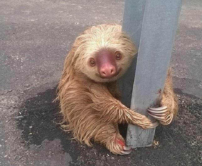 Un ‘perezoso’ en la carretera