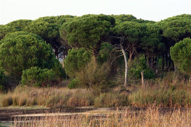 Doñana restringirá la acampada de hermandades para proteger a las aves nidificadas