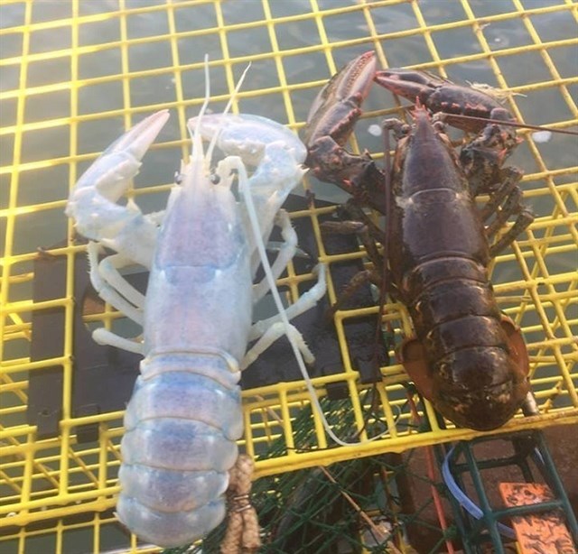 Capturan una langosta de aspecto fantasmagórico cuyo cuerpo es casi transparente