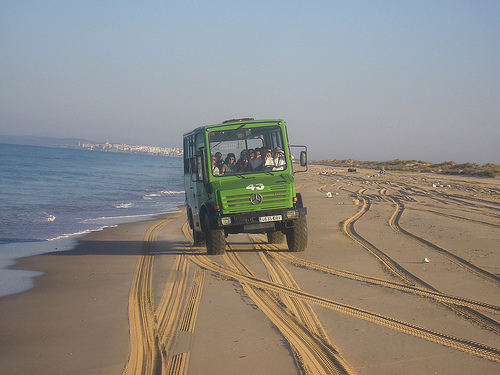 WWF exige a la Junta de Andalucía la prohibición de vehículos por la Playa del Parque Nacional de Doñana