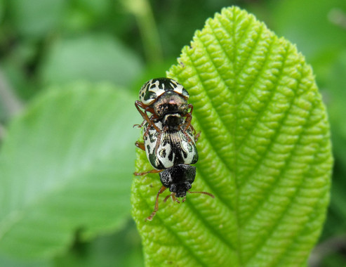 Algunas especies de escarabajos prescinden del macho para su procreación