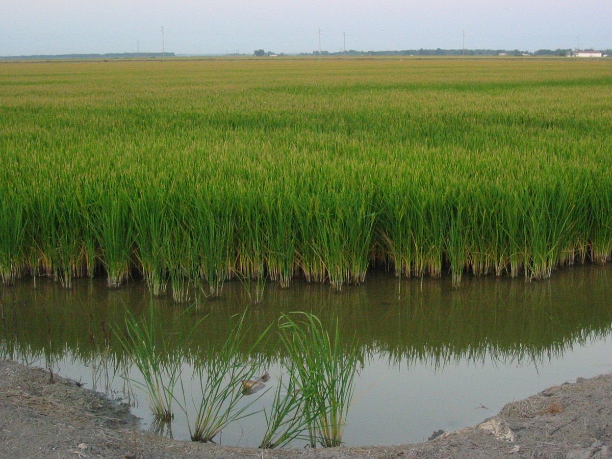 El arroz y el agua en Doñana