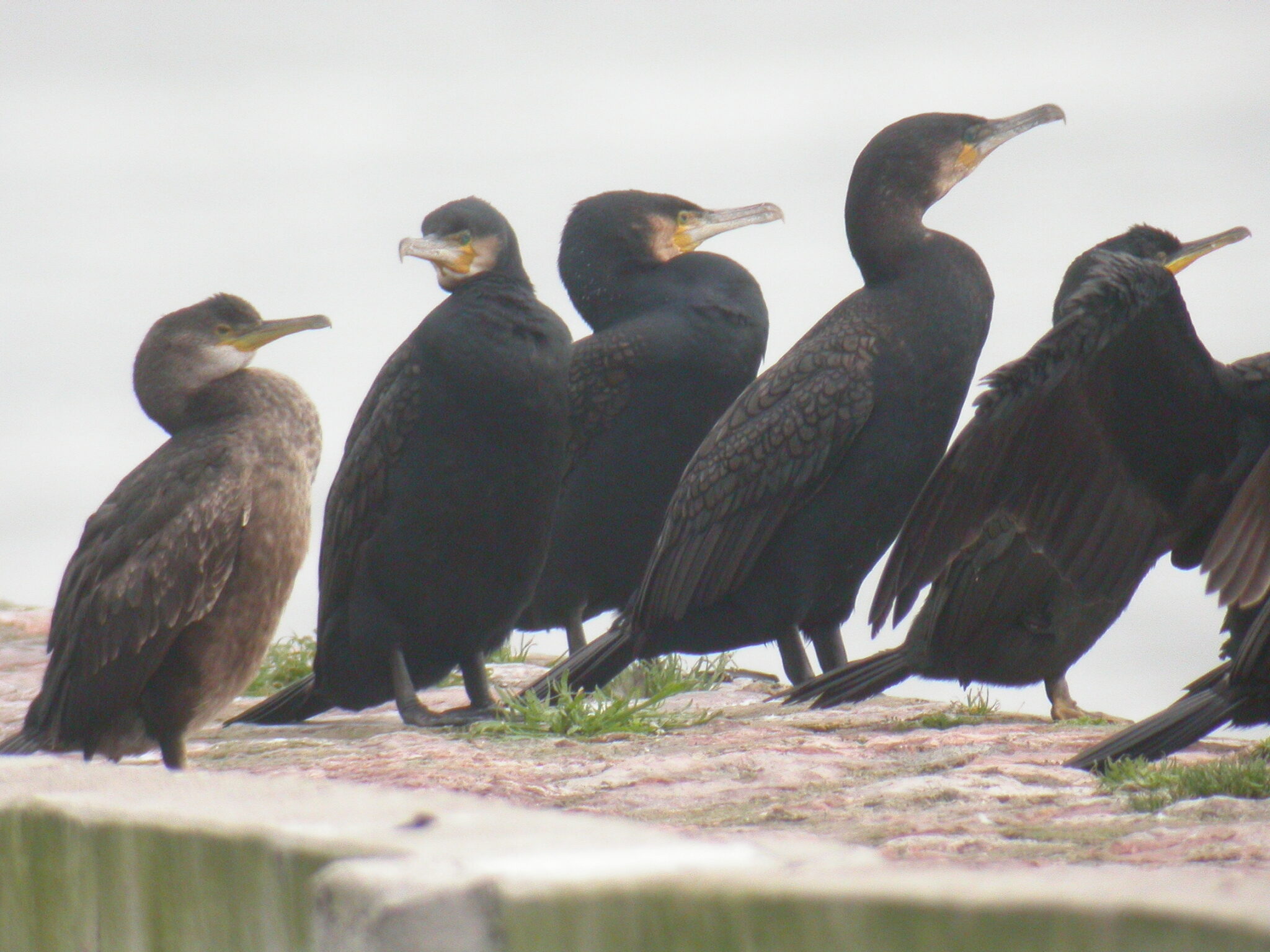Los cormoranes disminuyen en la Ría de Avilés