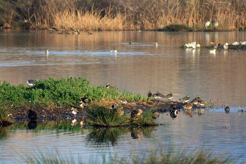 Cantabria. SEO/Birdlife y FNYH limpiarán la Marisma Negra de Astillero y la de Alday de Camargo en el Día Mundial de los Humedales