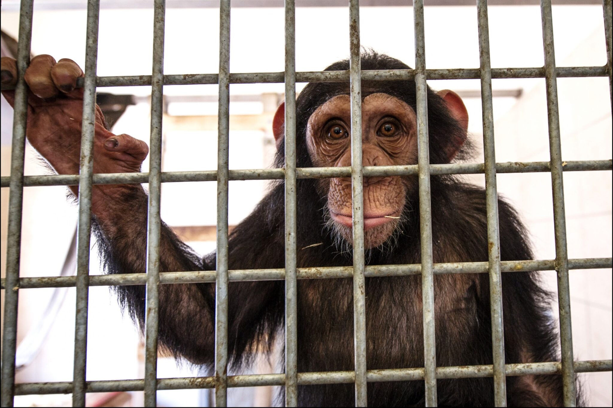 Proyecto gran simio sobre la situación de 44 chimpancés en Alemania