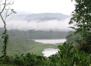 Acción Salva la Selva: Doble llamado de solidaridad desde México