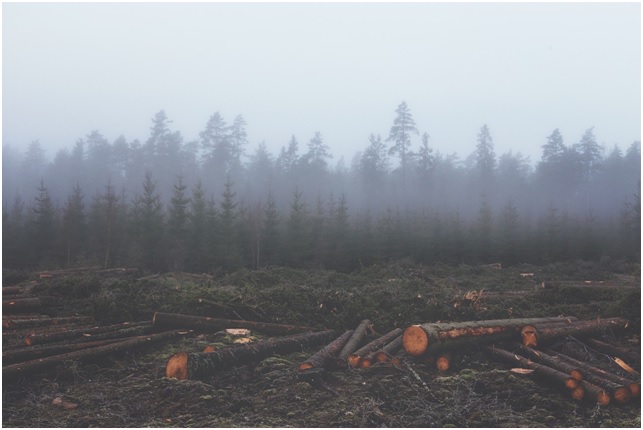 Brasil promete restaurar tierras degradadas