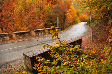 El misterio del hayedo