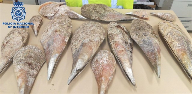 La Policía Nacional interviene 13 moluscos nacra