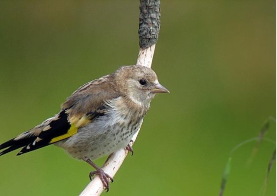 SEO/BirdLife informa a los diputados catalanes la captura de aves fringílidas va en contra de la legislación