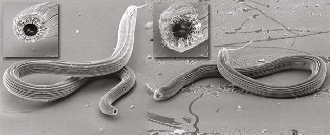 Conoce al gusano con cinco caras