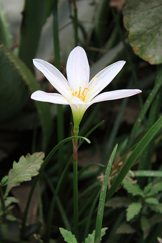 La flor blanca Café Marrón de la Isla de Rodríguez