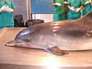 Delfines en la mesa de autopsias