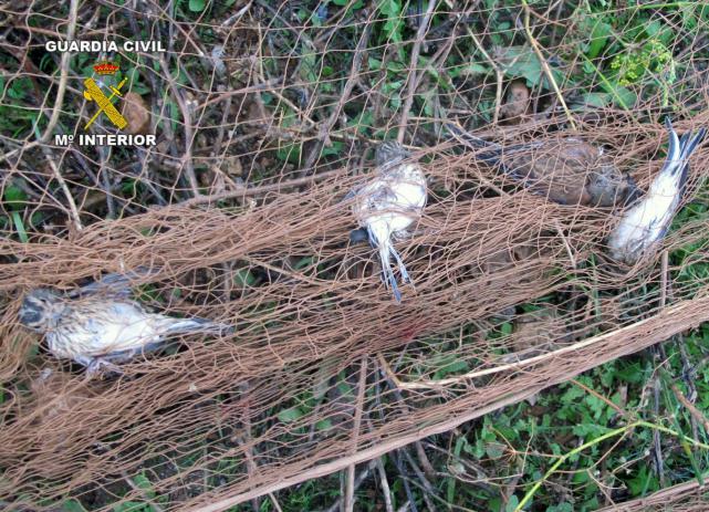 Murcia autoriza la captura y tenencia de aves fringílidas durante este año…