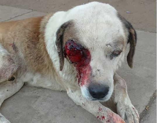 La Fiscalía de Medio Ambiente de Murcia ha realizado una reunión de coordinación sobre el maltrato animal