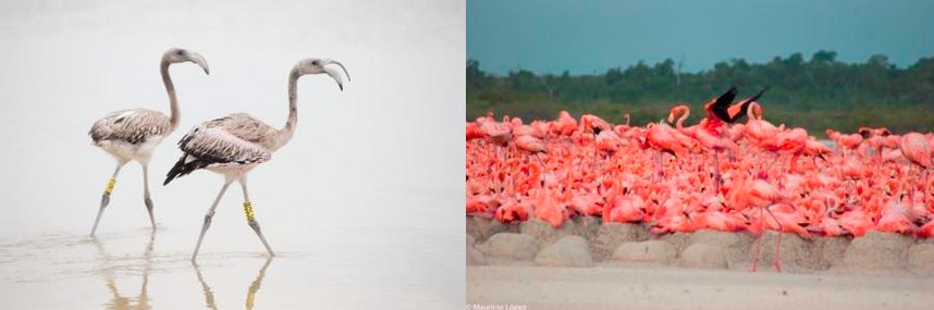 El anillamiento de flamencos