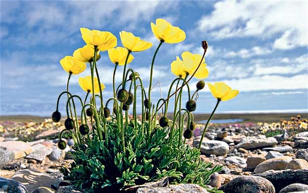 Por qué las plantas siguen al sol