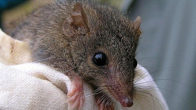 Sabes que es la reproducción suicida