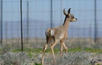 Exitosa reintroducción de especies de fauna en su hábitat natural.