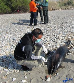Un cachalote y dos delfines aparecen muertos este fin de semana en distintas playas de Almería