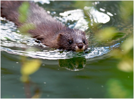 Una Smartcity para los visones europeos