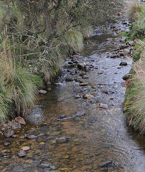 Investigan microorganismos que limpian las aguas de colorantes