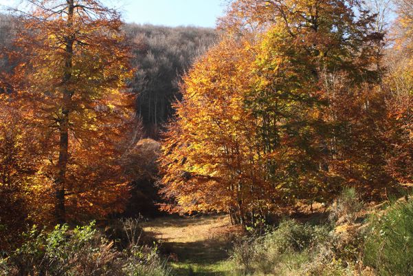 Un insuficiente 20% de la superficie española es Zona de Especial Conservación