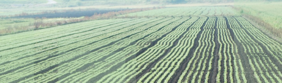Año Internacional de los Suelos