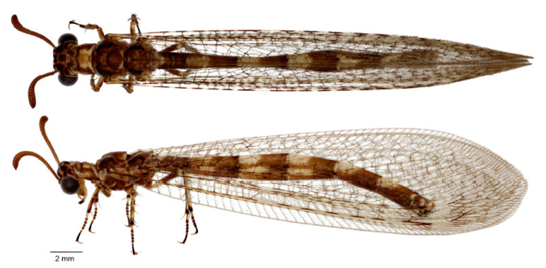 Descrita una nueva especie de hormiga león al sur de la península ibérica