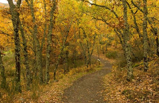 Montes públicos en el punto de mira de la ‘privatización’