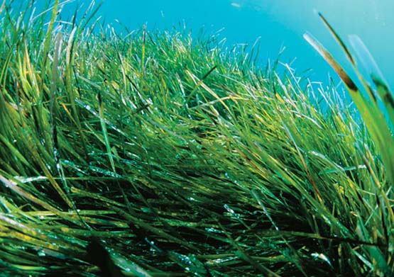 Murcia y el Instituto Oceanográfico colaboran en el proyecto sobre posidonia oceánica