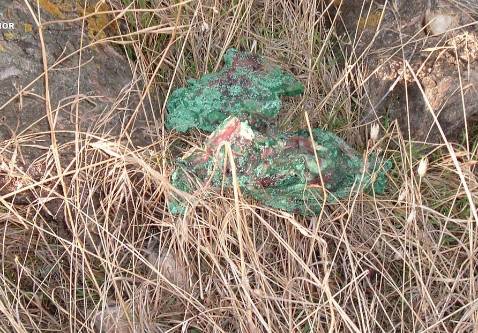 WWF clasifica las comunidades autónomas  según su trabajo en la lucha contra el veneno