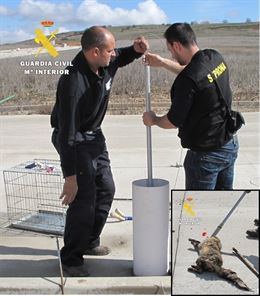 Conoce la historia del zorro que quedó atrapado en una tubería en Burgos