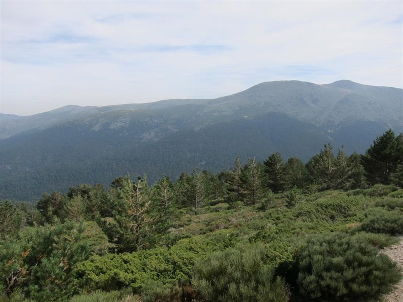 Las aves temen más a los depredadores que al frío en Guadarrama
