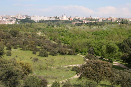 Plantan 1.050 pinos en la Casa de Campo (Madrid)